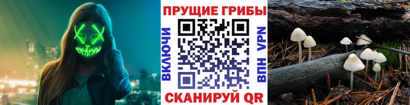 Псилоцибиновые грибы мицелий  Купить  Каргат 